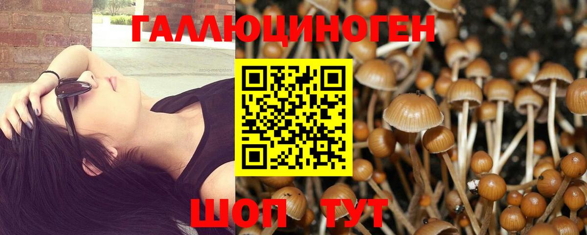 Гай  Псилоцибиновые грибы MAGIC MUSHROOMS  Вход с VPN  Псилоцибиновые грибы Cubensis 